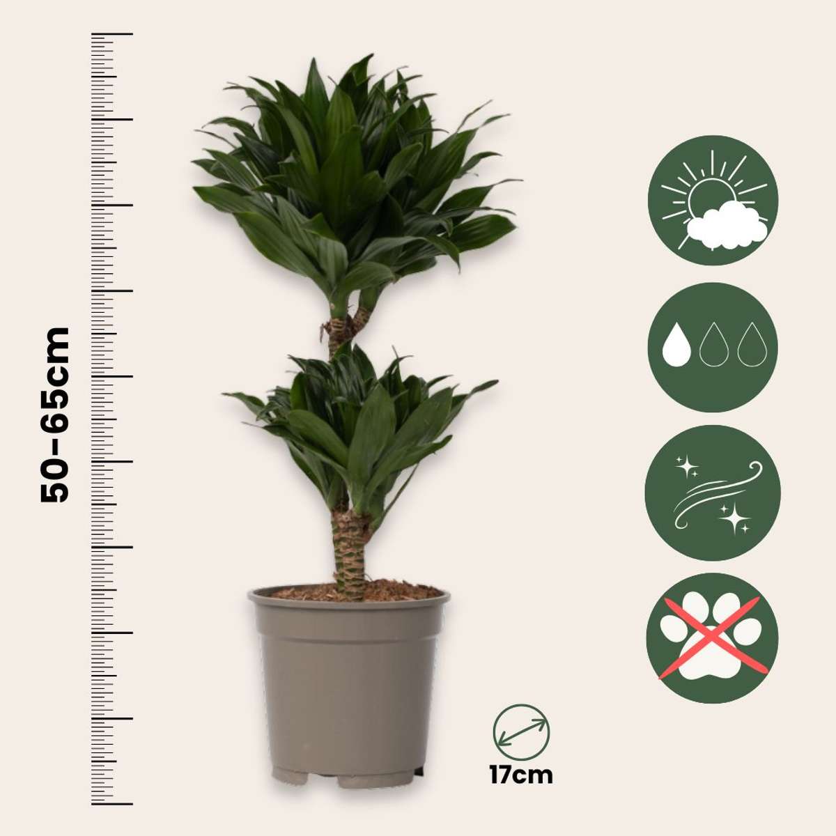 Dracena - Dracaena surculosa - Înălţime 50-65cm - ⌀17cm