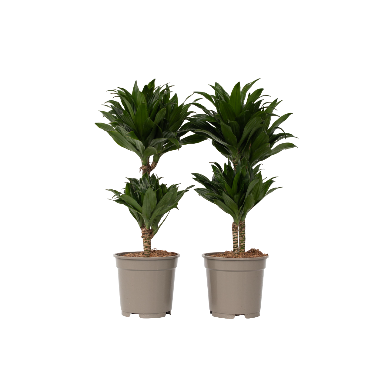 Dracena - 2 buc - Dracaena surculosa - Înălţime 50-65cm - ⌀17cm