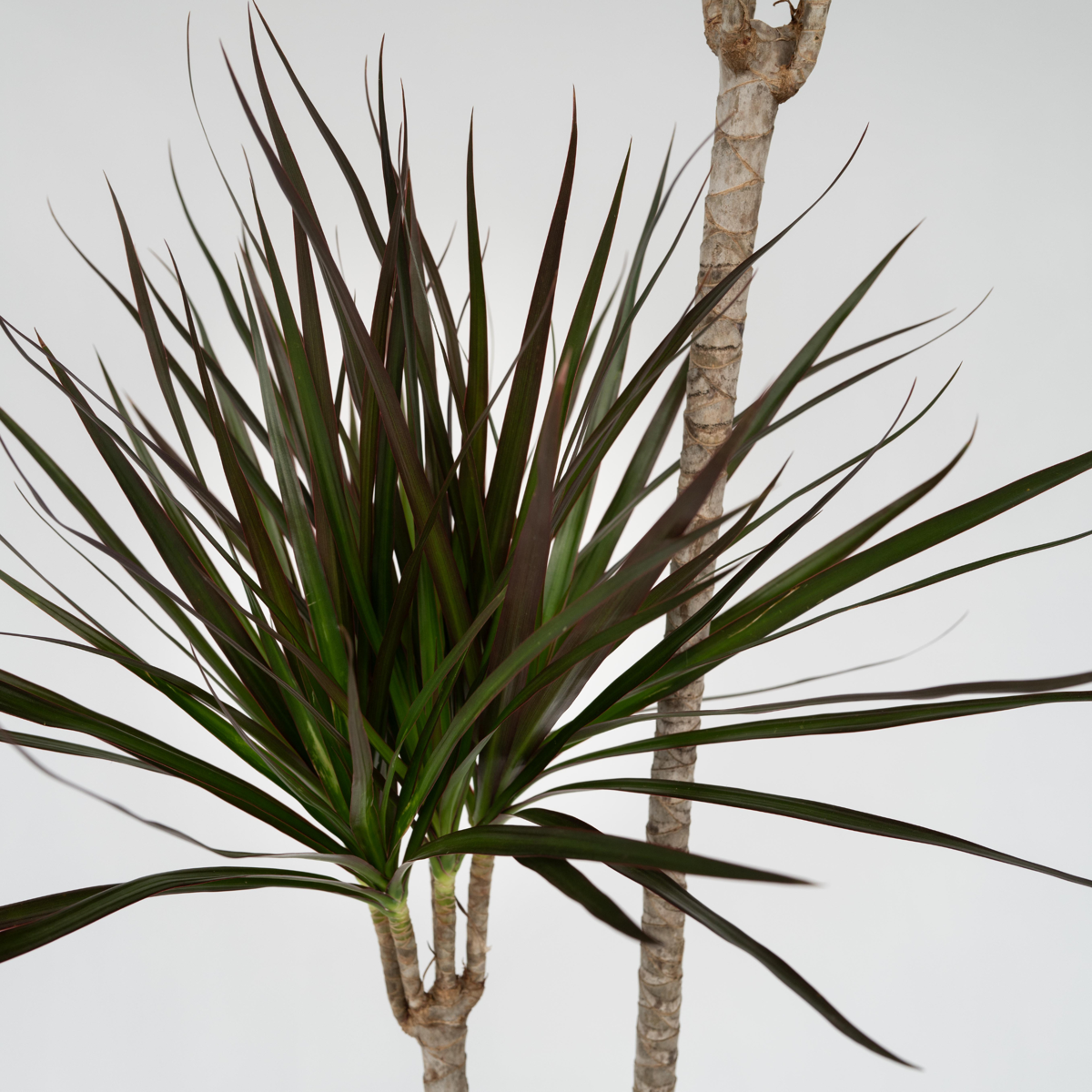 Dracena - Dracaena marginata - Înălţime 110-130cm - ⌀24cm