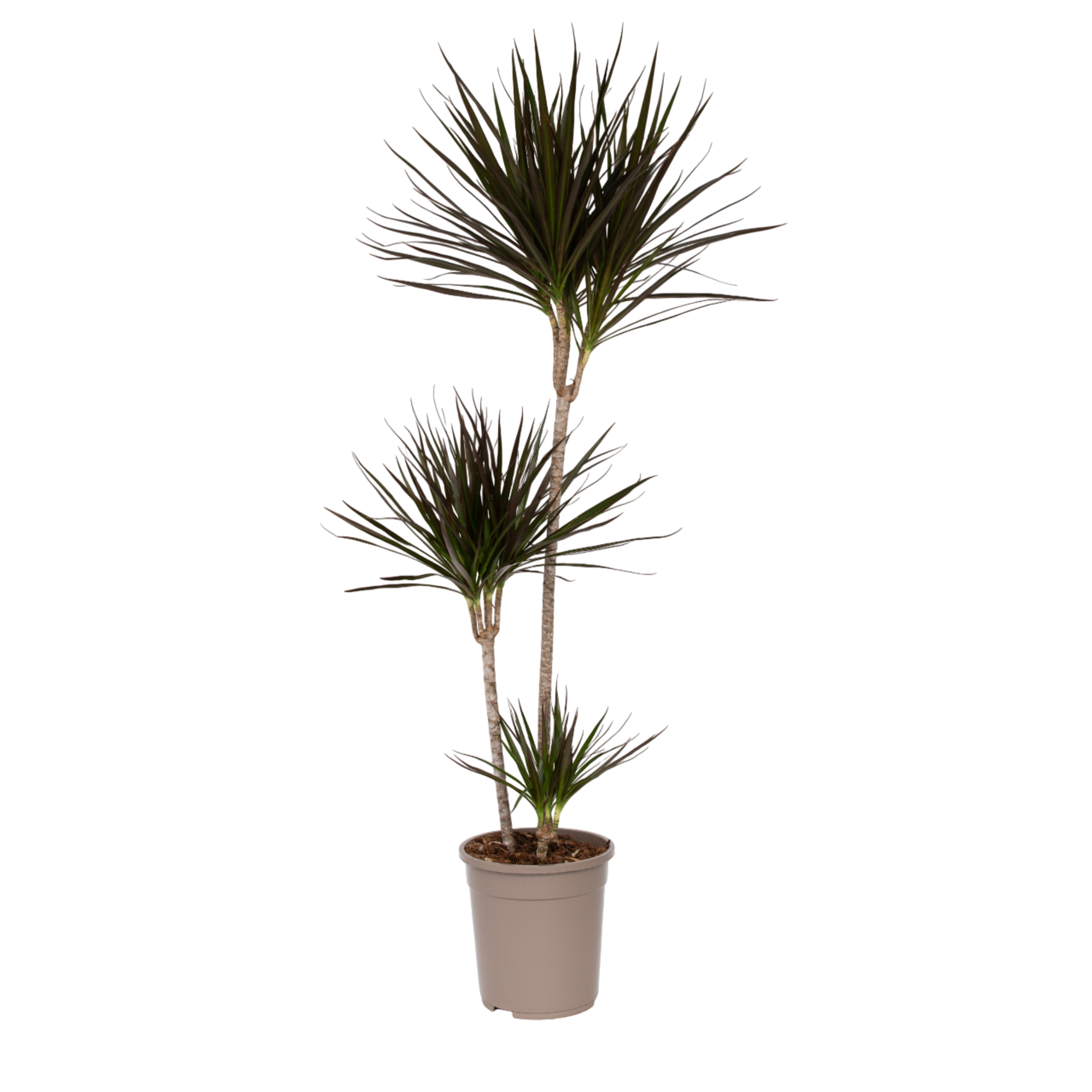 Dracena - Dracaena marginata - Înălţime 110-130cm - ⌀24cm