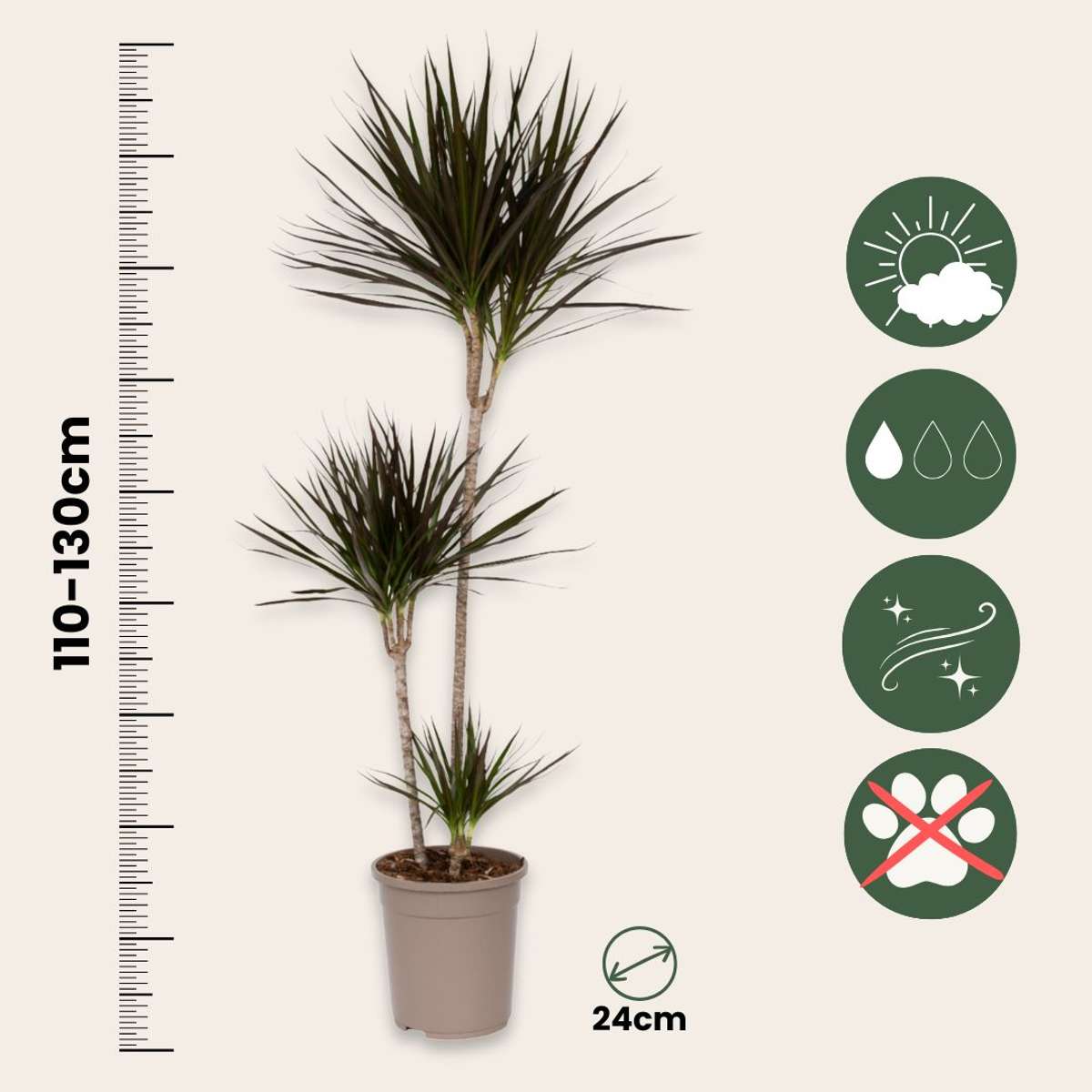 Dracena - Dracaena marginata - Înălţime 110-130cm - ⌀24cm