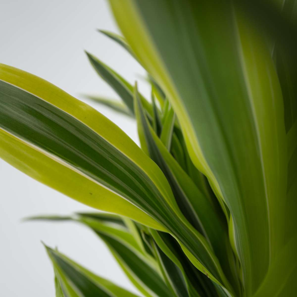 Dracena - Dracaena deremensis 'Lemon Lime' - Înălţime 60-70cm - ⌀17cm