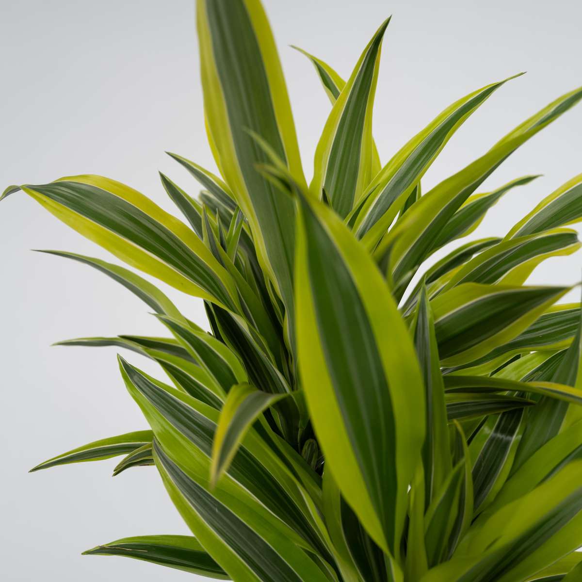 Dracena - Dracaena deremensis 'Lemon Lime' - Înălţime 60-70cm - ⌀17cm