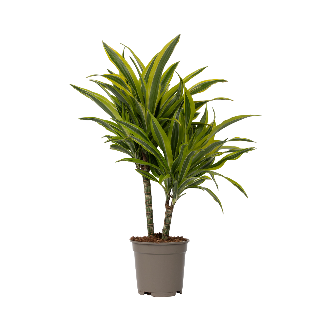 Dracena - Dracaena deremensis 'Lemon Lime' - Înălţime 60-70cm - ⌀17cm