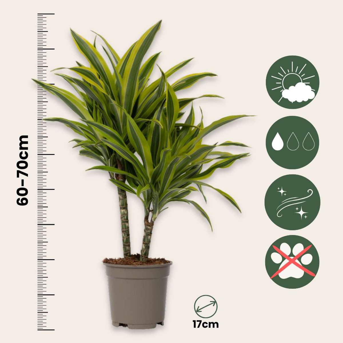 Dracena - Dracaena deremensis 'Lemon Lime' - Înălţime 60-70cm - ⌀17cm