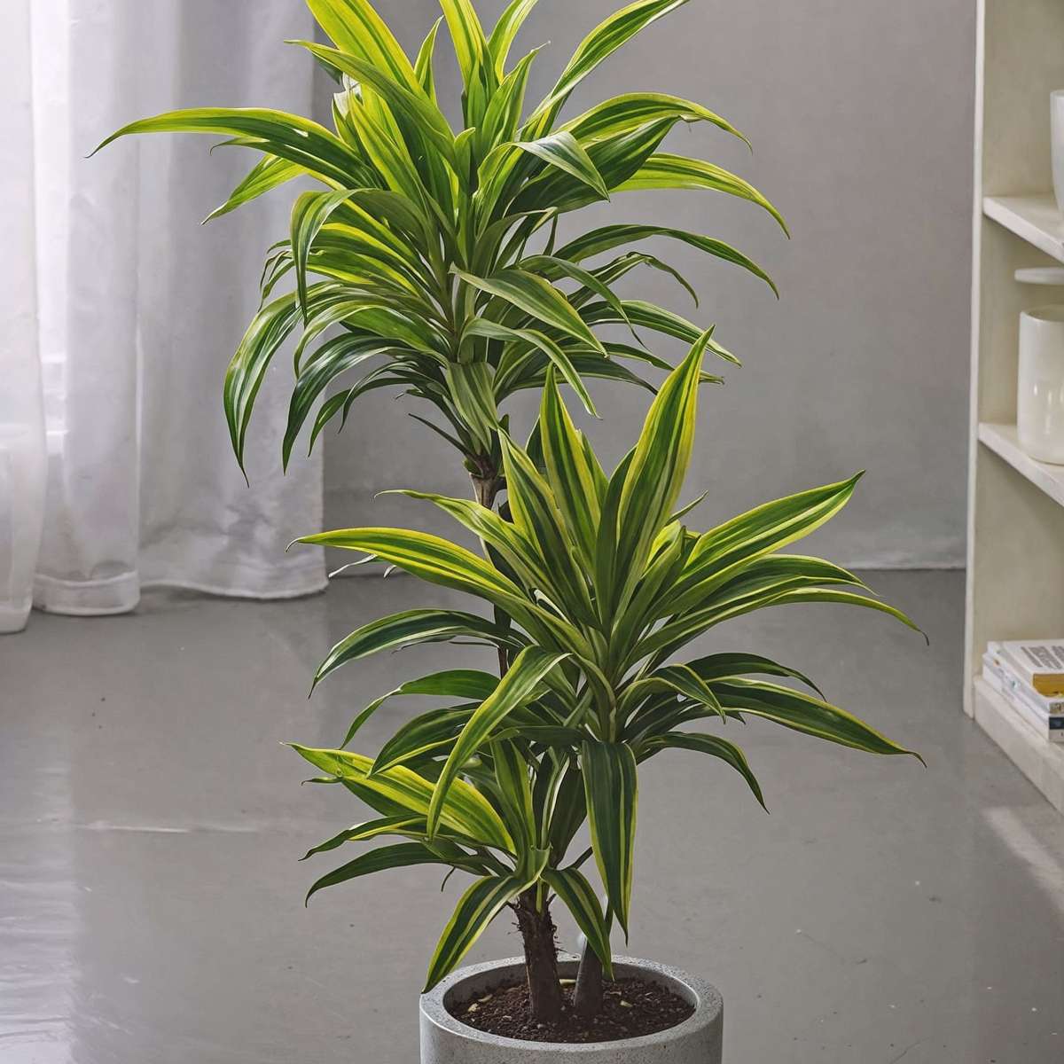Dracena - Dracaena deremensis 'Lemon Lime' - Înălţime 60-70cm - ⌀17cm