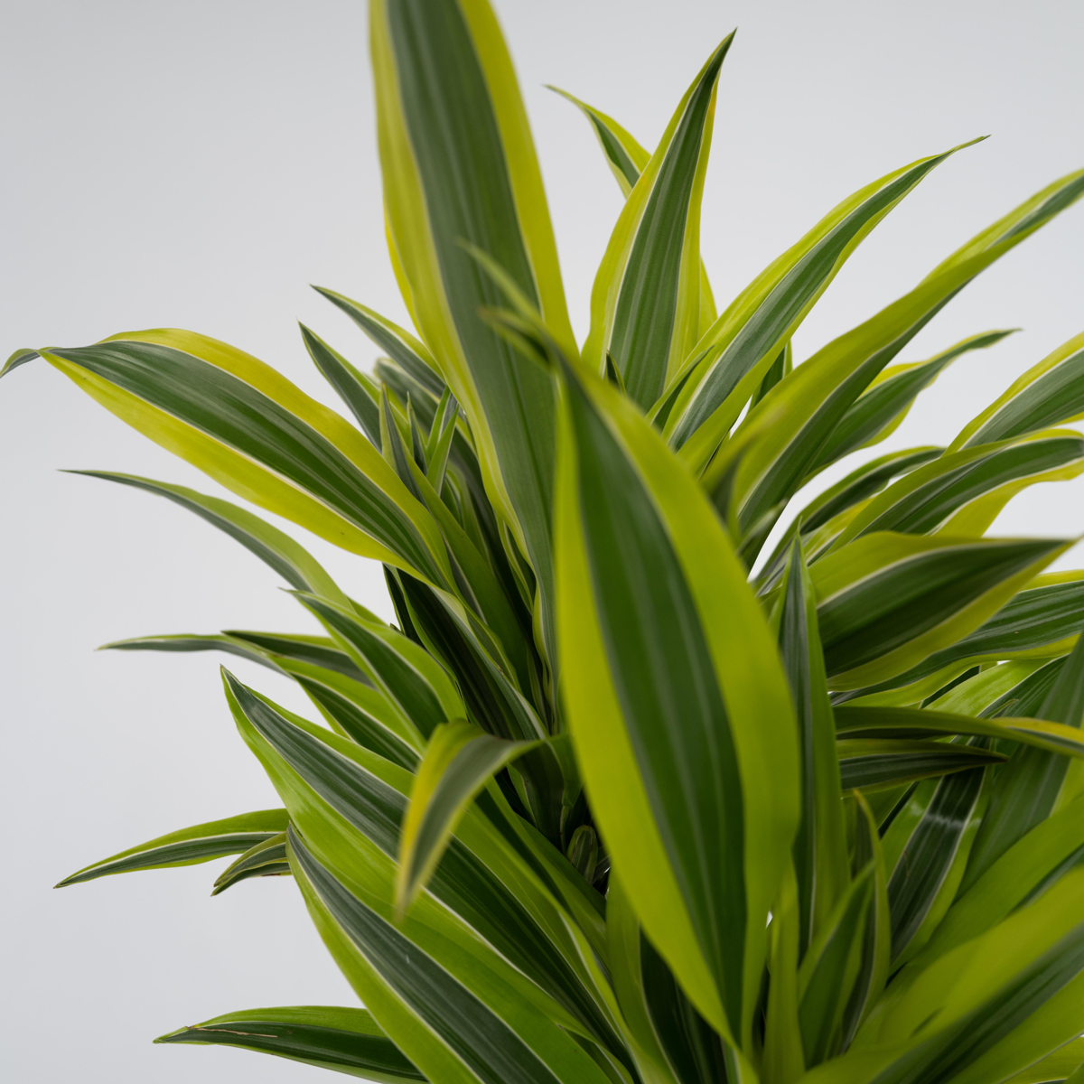 Dracena - 2 buc - Dracaena deremensis 'Lemon Lime' - Înălţime 60-70cm - ⌀17cm