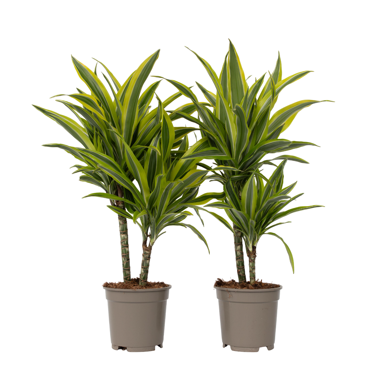 Dracena - 2 buc - Dracaena deremensis 'Lemon Lime' - Înălţime 60-70cm - ⌀17cm