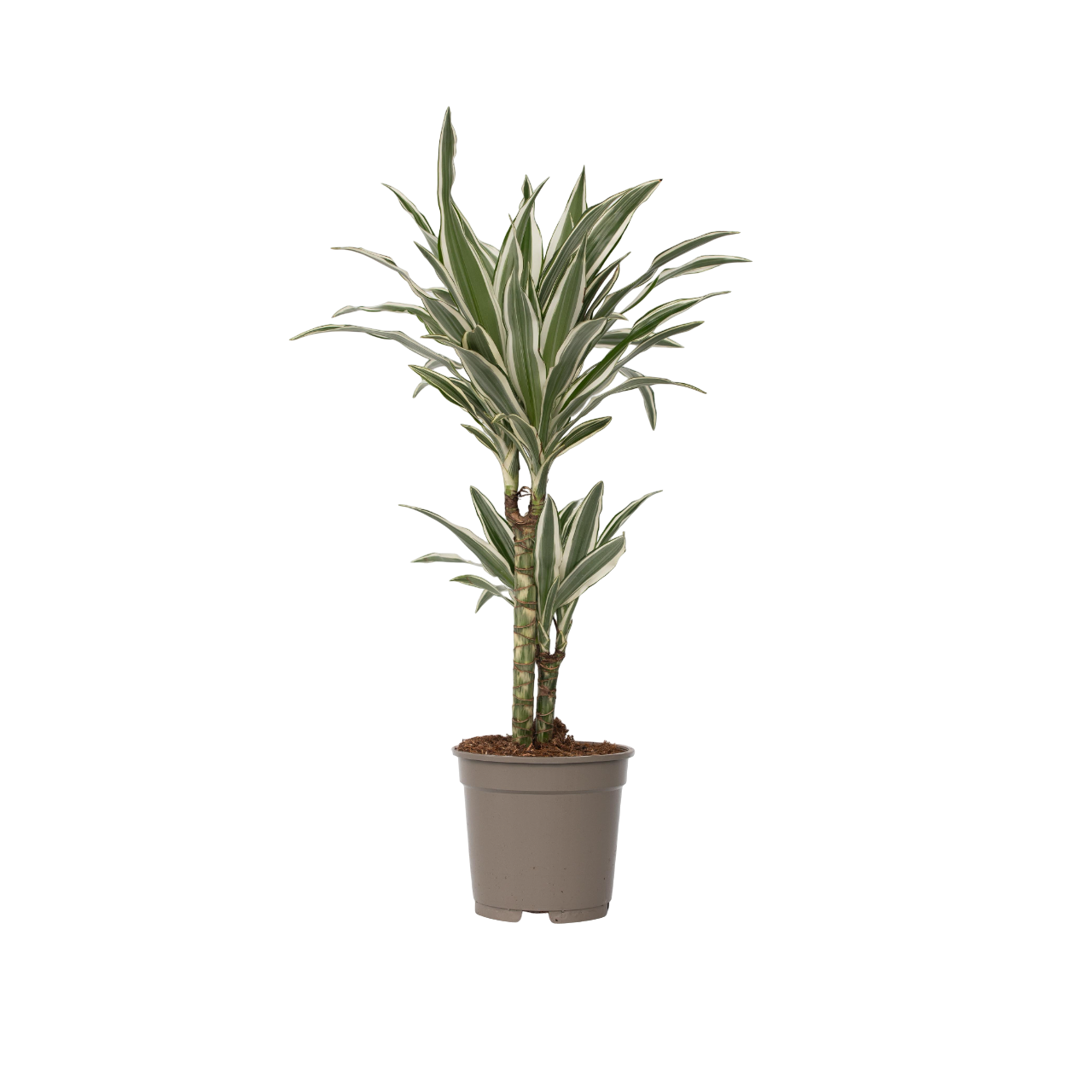 Dracena - Dracaena deremensis 'White Stripe' - Înălţime 60-70cm - ⌀17cm