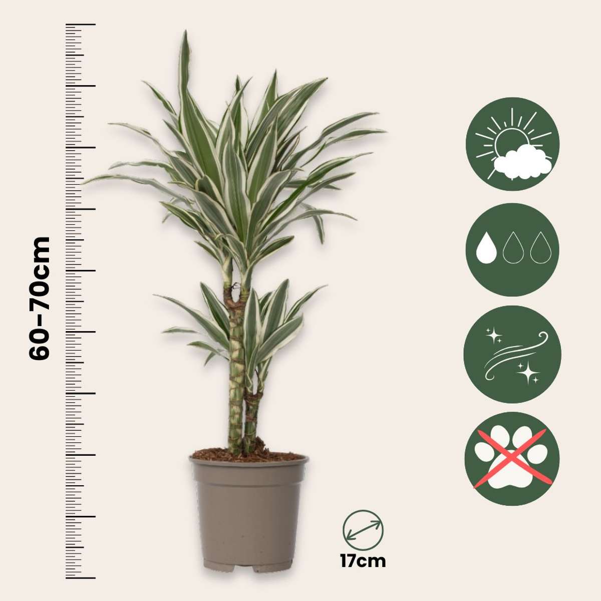 Dracena - Dracaena deremensis 'White Stripe' - Înălţime 60-70cm - ⌀17cm