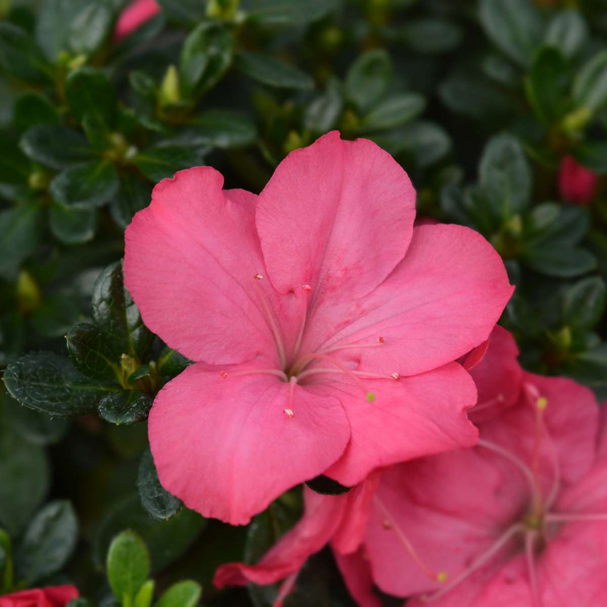Rhododendron si Azalee - 4 buc - R. azalea 'Anouk' - Înălţime 25-40cm - ⌀17cm