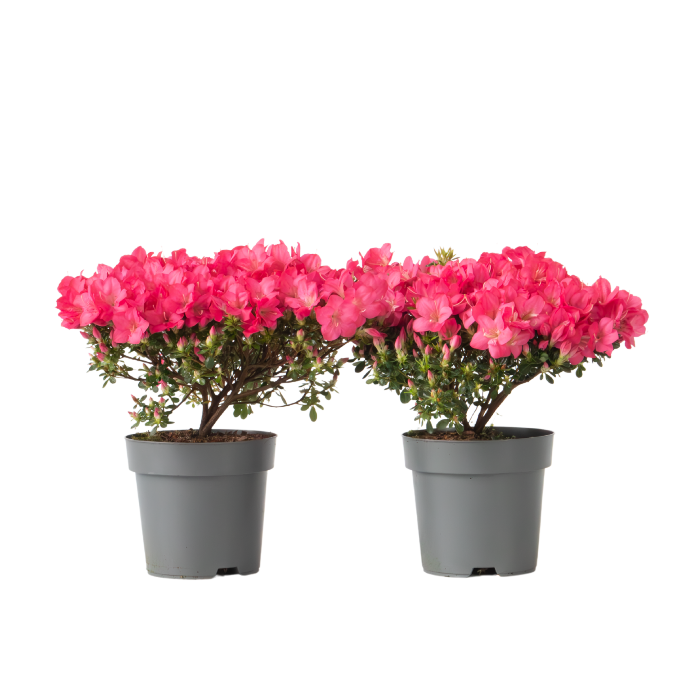 Rhododendron si Azalee - 2 buc - R. azalea 'Anouk' - Înălţime 25-40cm - ⌀17cm