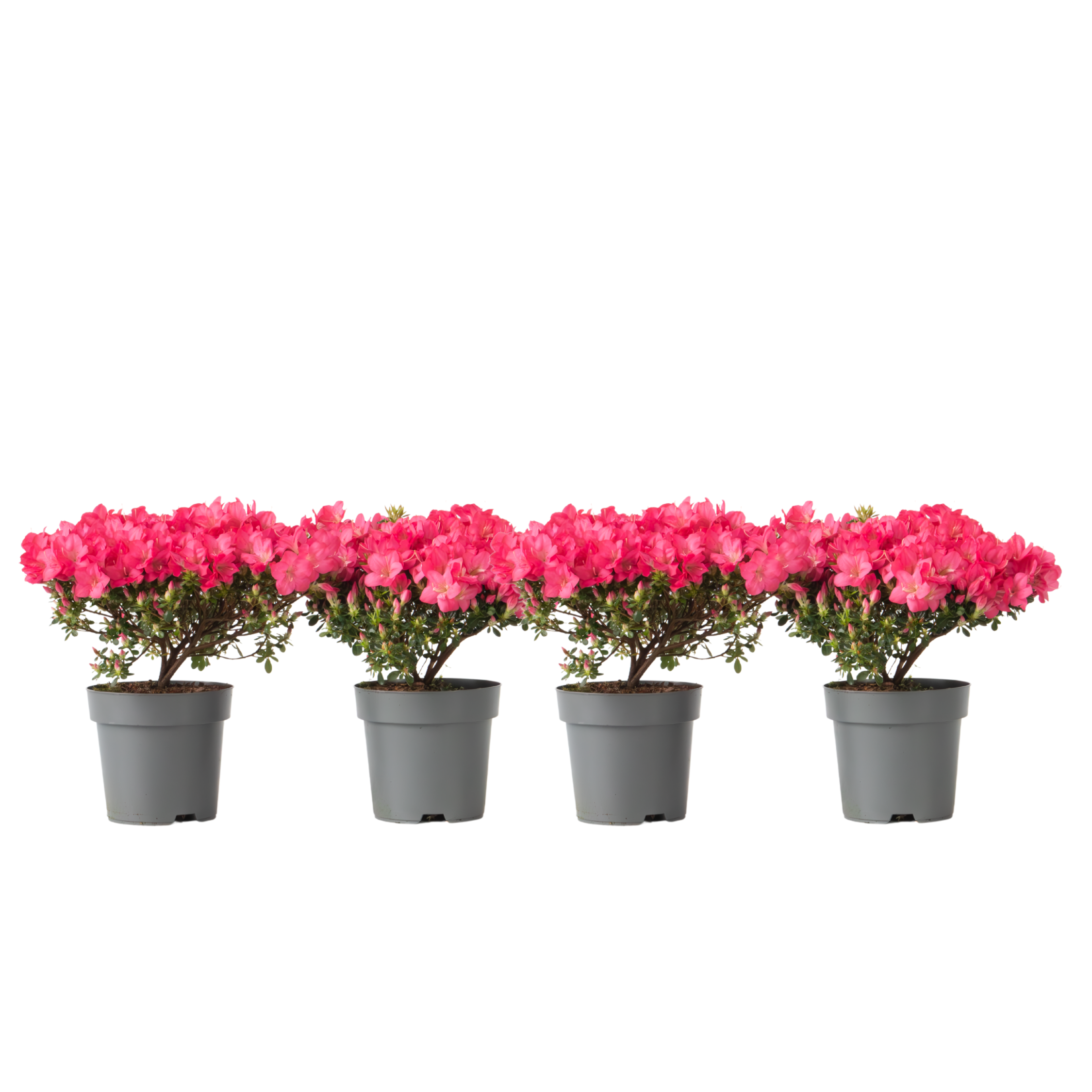 Rhododendron si Azalee - 4 buc - R. azalea 'Anouk' - Înălţime 25-40cm - ⌀17cm
