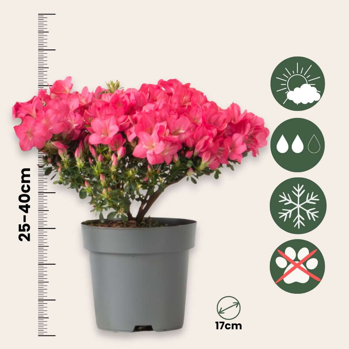 Rhododendron si Azalee - 4 buc - R. azalea 'Anouk' - Înălţime 25-40cm - ⌀17cm