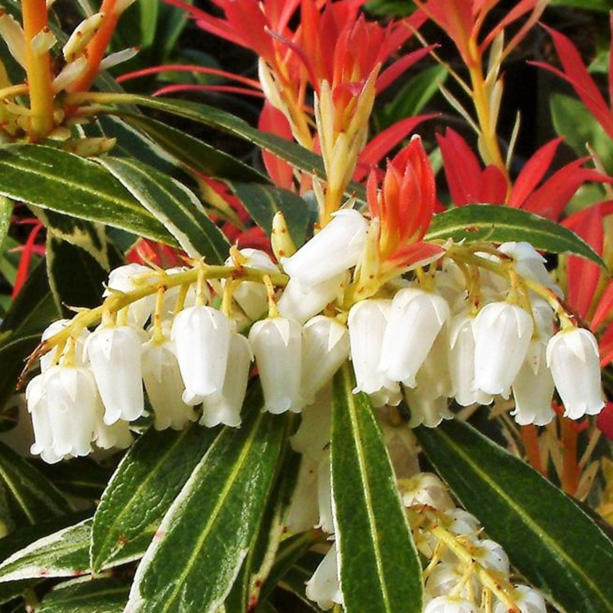 Tufiș de lăcrămioare - 2 buc - Pieris 'Forest Flame' - Înălţime 25-40cm - ⌀17cm