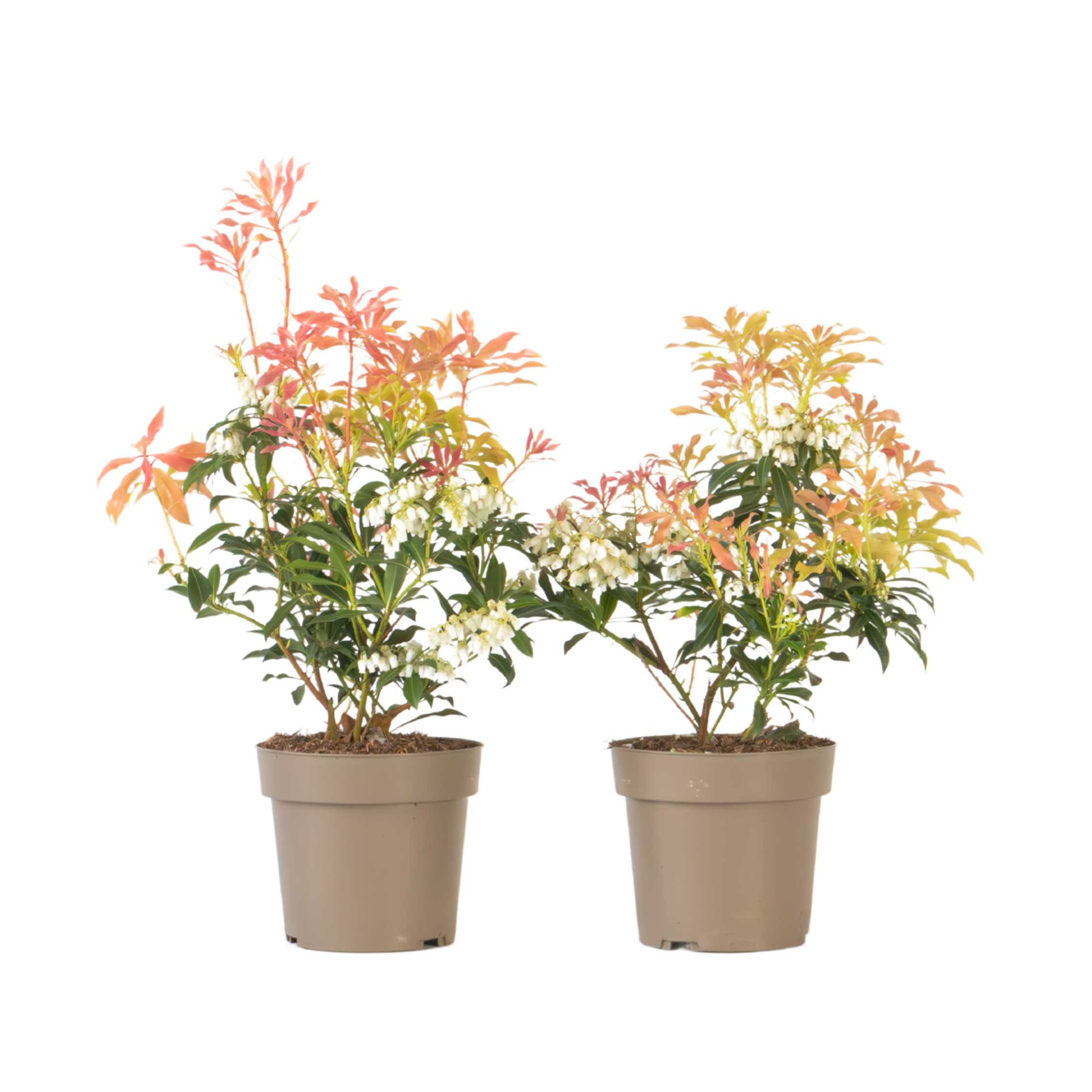Tufiș de lăcrămioare - 2 buc - Pieris 'Forest Flame' - Înălţime 25-40cm - ⌀17cm