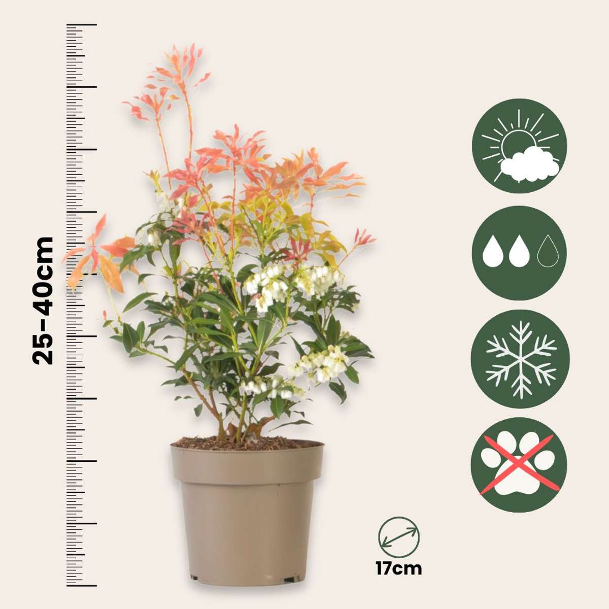 Tufiș de lăcrămioare - 2 buc - Pieris 'Forest Flame' - Înălţime 25-40cm - ⌀17cm
