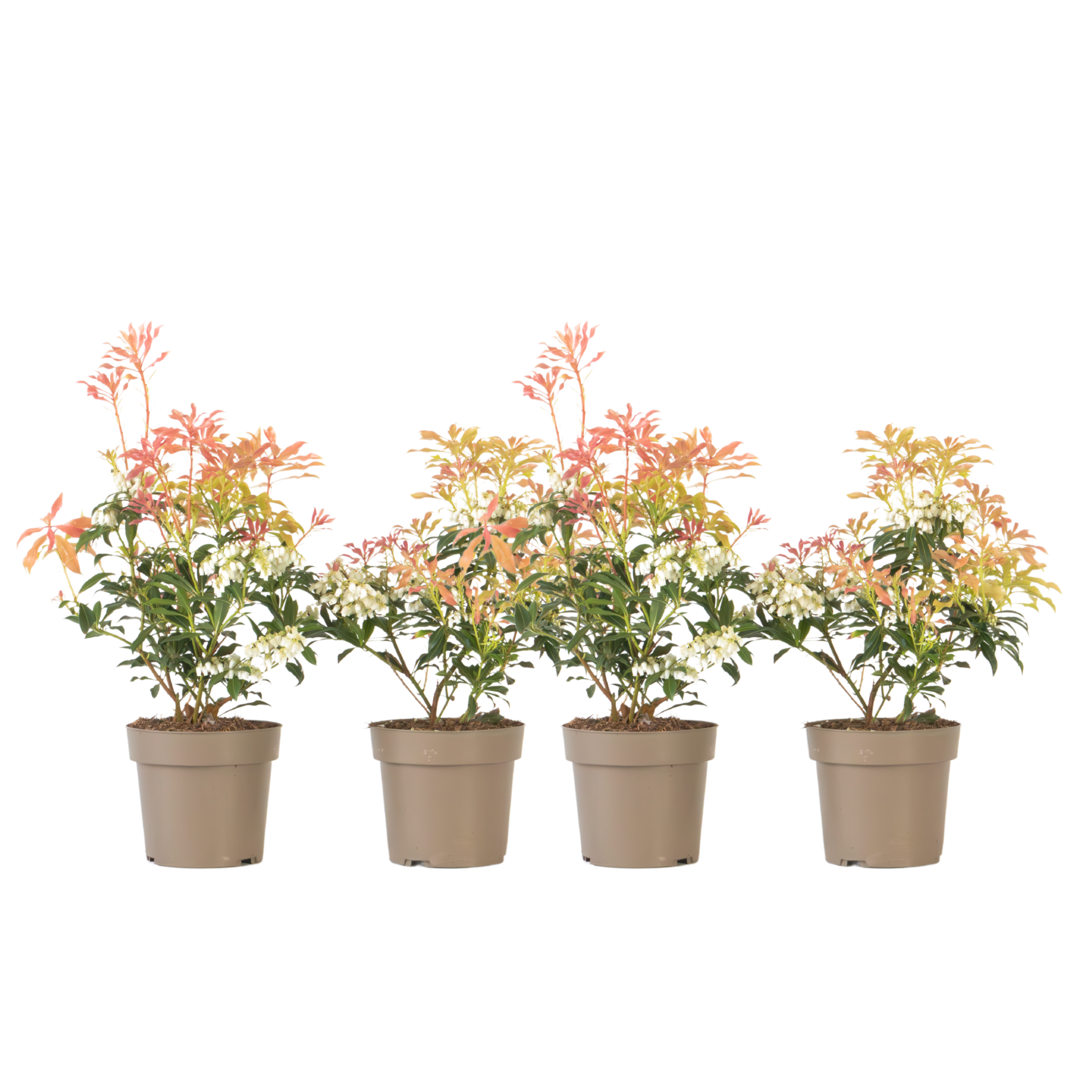 Tufiș de lăcrămioare - 4 buc - Pieris 'Forest Flame' - Înălţime 25-40cm - ⌀17cm