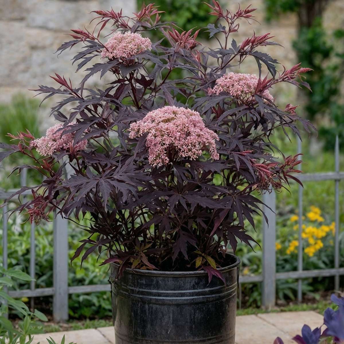 Soc negru - 4 buc - Sambucus nigra 'Black Lace' - Înălţime 25-40cm - ⌀17cm