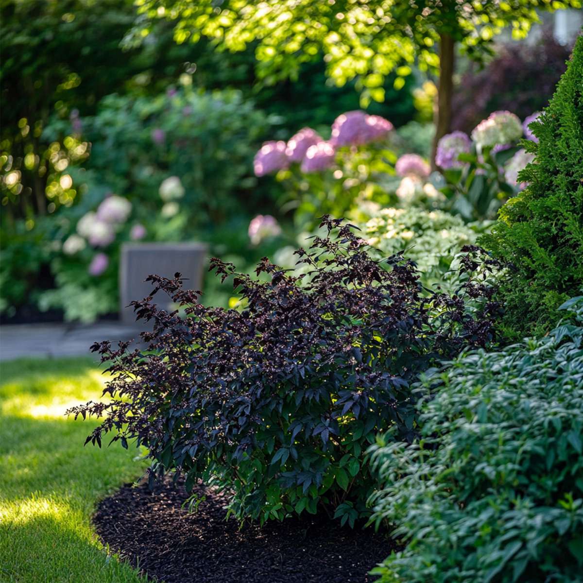 Soc negru - 4 buc - Sambucus nigra 'Black Lace' - Înălţime 25-40cm - ⌀17cm