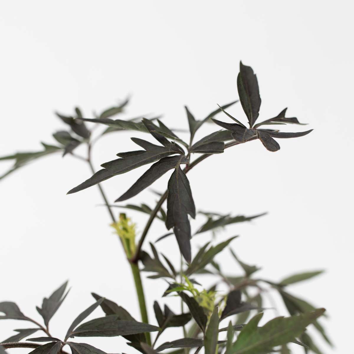 Soc negru - 4 buc - Sambucus nigra 'Black Lace' - Înălţime 25-40cm - ⌀17cm