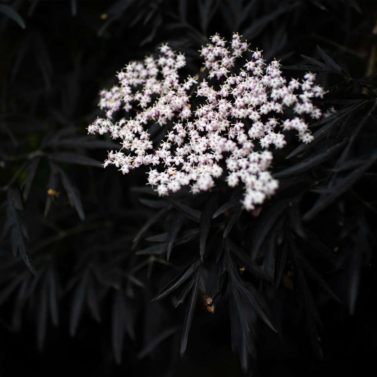 Soc negru - 4 buc - Sambucus nigra 'Black Lace' - Înălţime 25-40cm - ⌀17cm