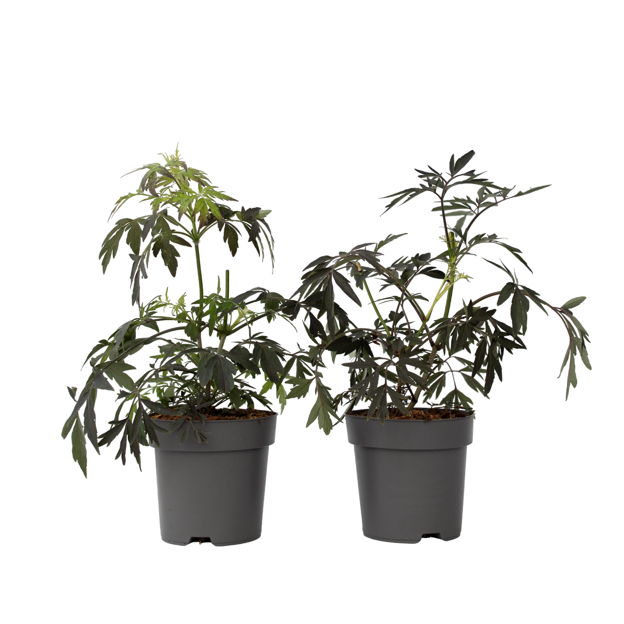 Soc negru - 4 buc - Sambucus nigra 'Black Lace' - Înălţime 25-40cm - ⌀17cm