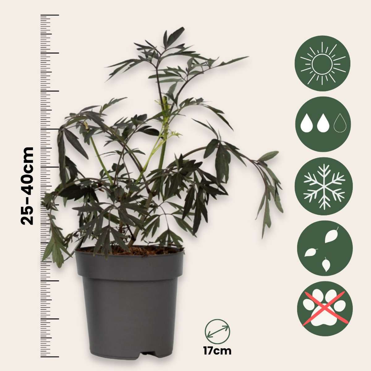 Soc negru - 4 buc - Sambucus nigra 'Black Lace' - Înălţime 25-40cm - ⌀17cm