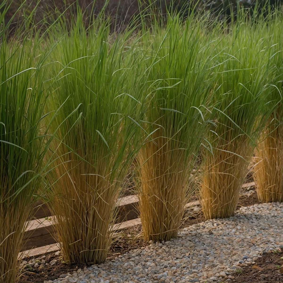 Iarbă Panicum - 2 buc - Panicum virgatum 'Northwind' - Înălţime 40-60cm - ⌀23cm