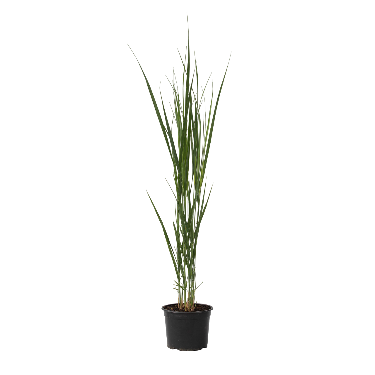 Iarbă Panicum - Panicum virgatum 'Northwind' - Înălţime 40-60cm - ⌀23cm