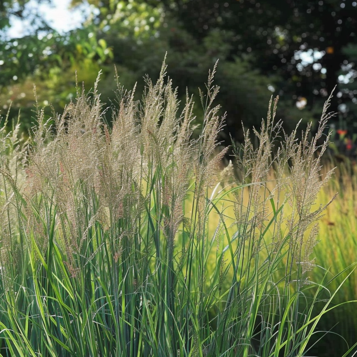 Iarbă Panicum - 2 buc - Panicum virgatum 'Northwind' - Înălţime 40-60cm - ⌀23cm