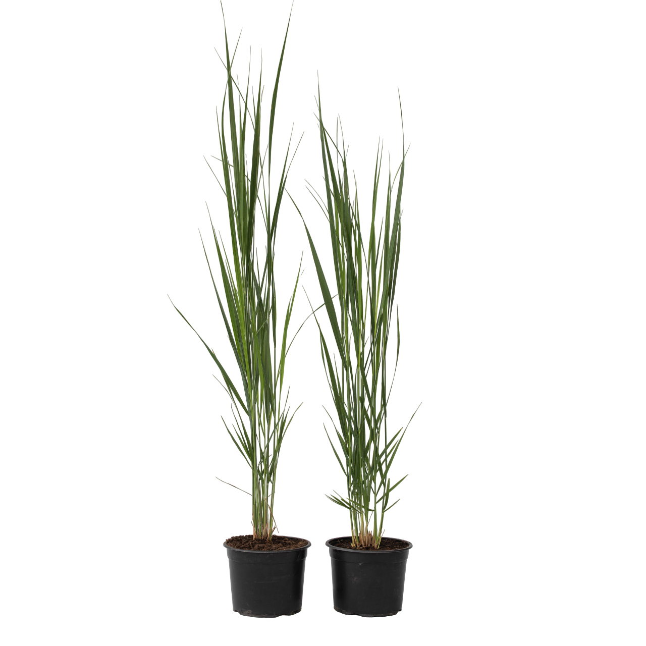 Iarbă Panicum - 2 buc - Panicum virgatum 'Northwind' - Înălţime 40-60cm - ⌀23cm