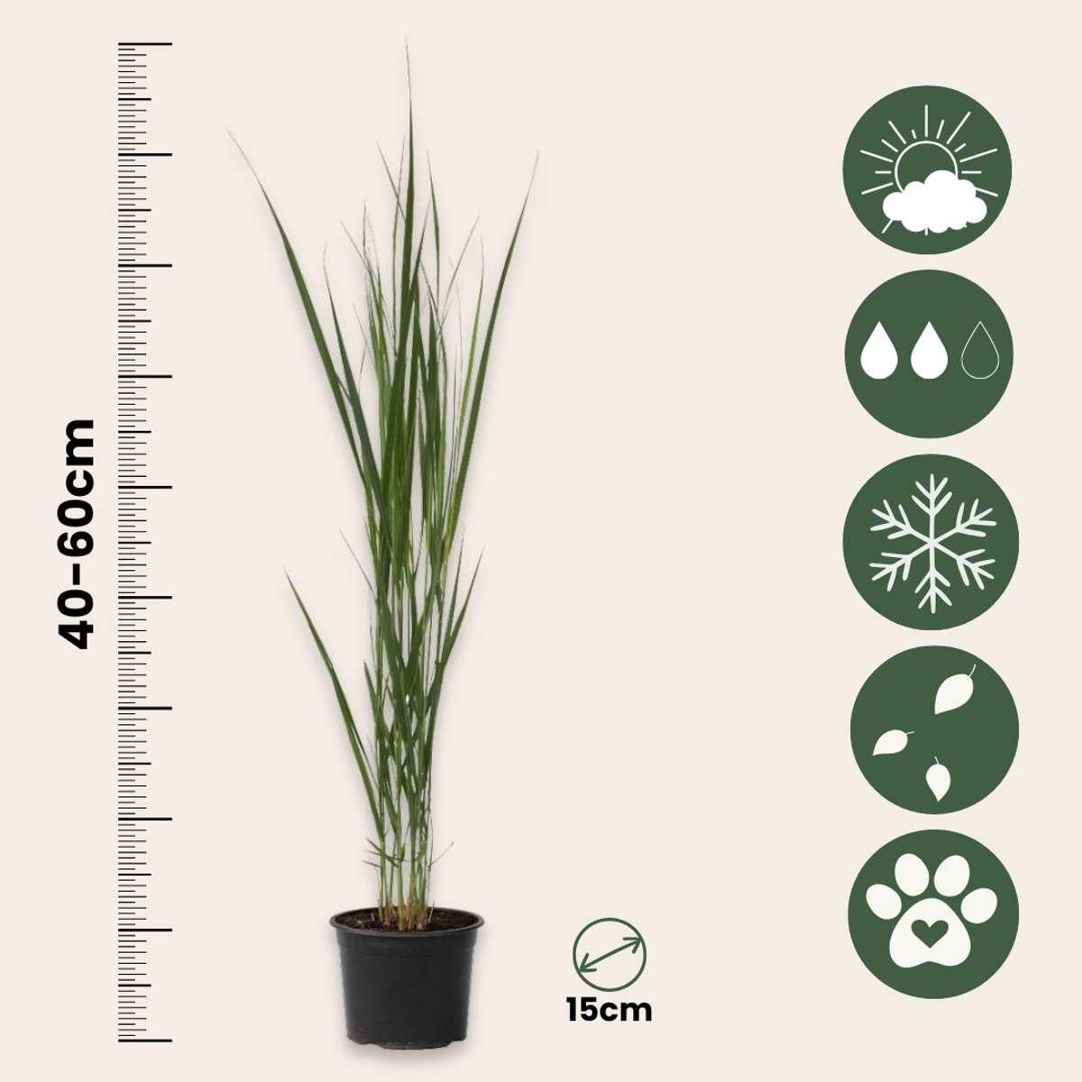 Iarbă Panicum - 2 buc - Panicum virgatum 'Northwind' - Înălţime 40-60cm - ⌀23cm