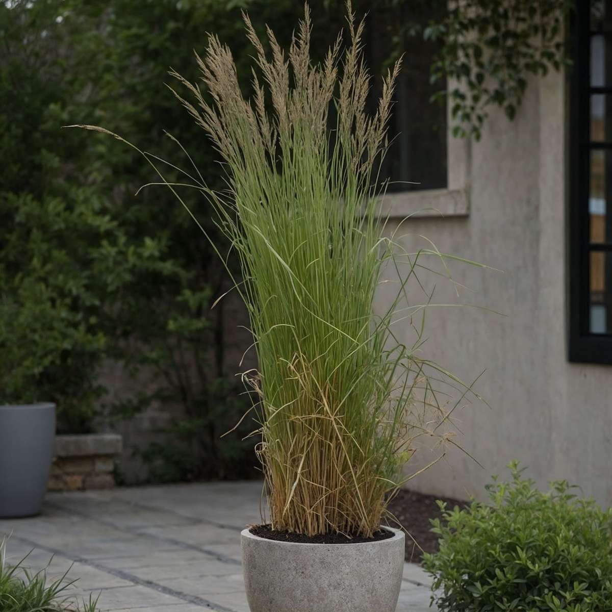 Pene de stuf - Calamagrostis acutiflora 'Overdam' - Înălţime 20-30cm - ⌀23cm