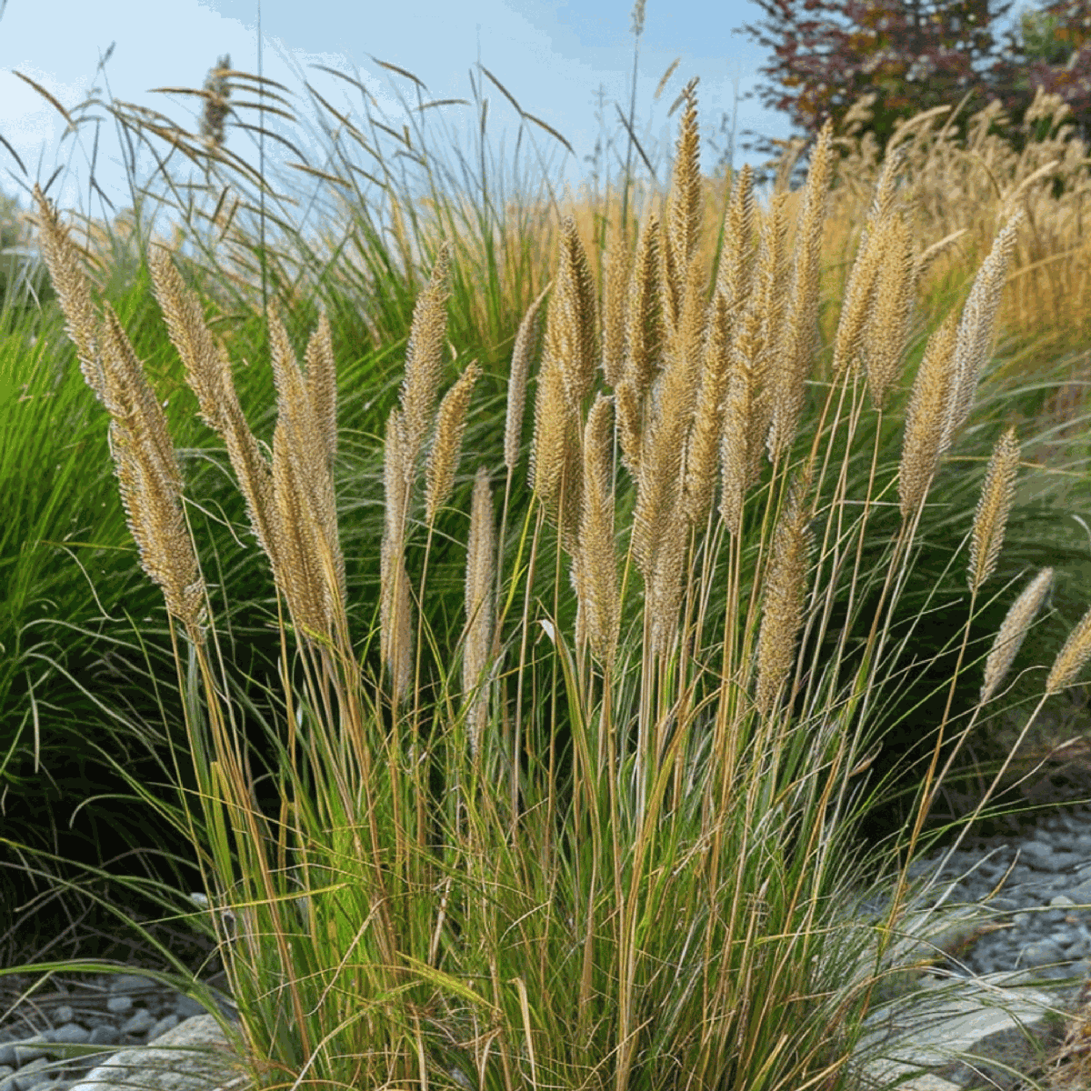 Pene de stuf - Calamagrostis acutiflora 'Overdam' - Înălţime 20-30cm - ⌀23cm