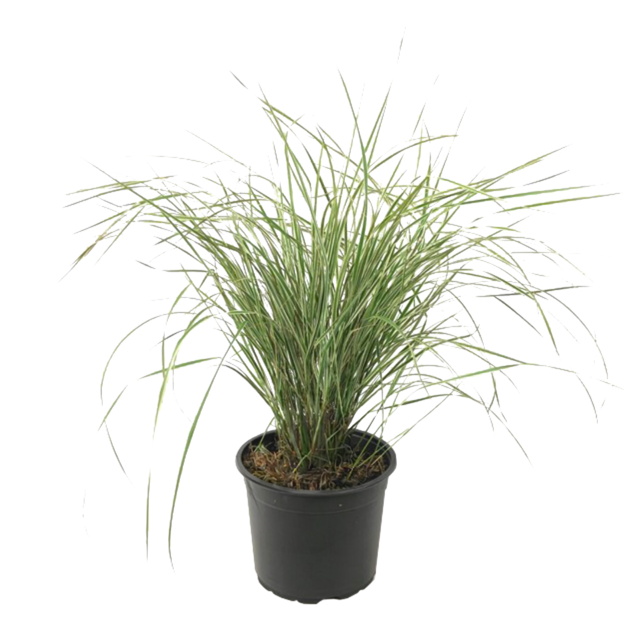 Pene de stuf - Calamagrostis acutiflora 'Overdam' - Înălţime 20-30cm - ⌀23cm
