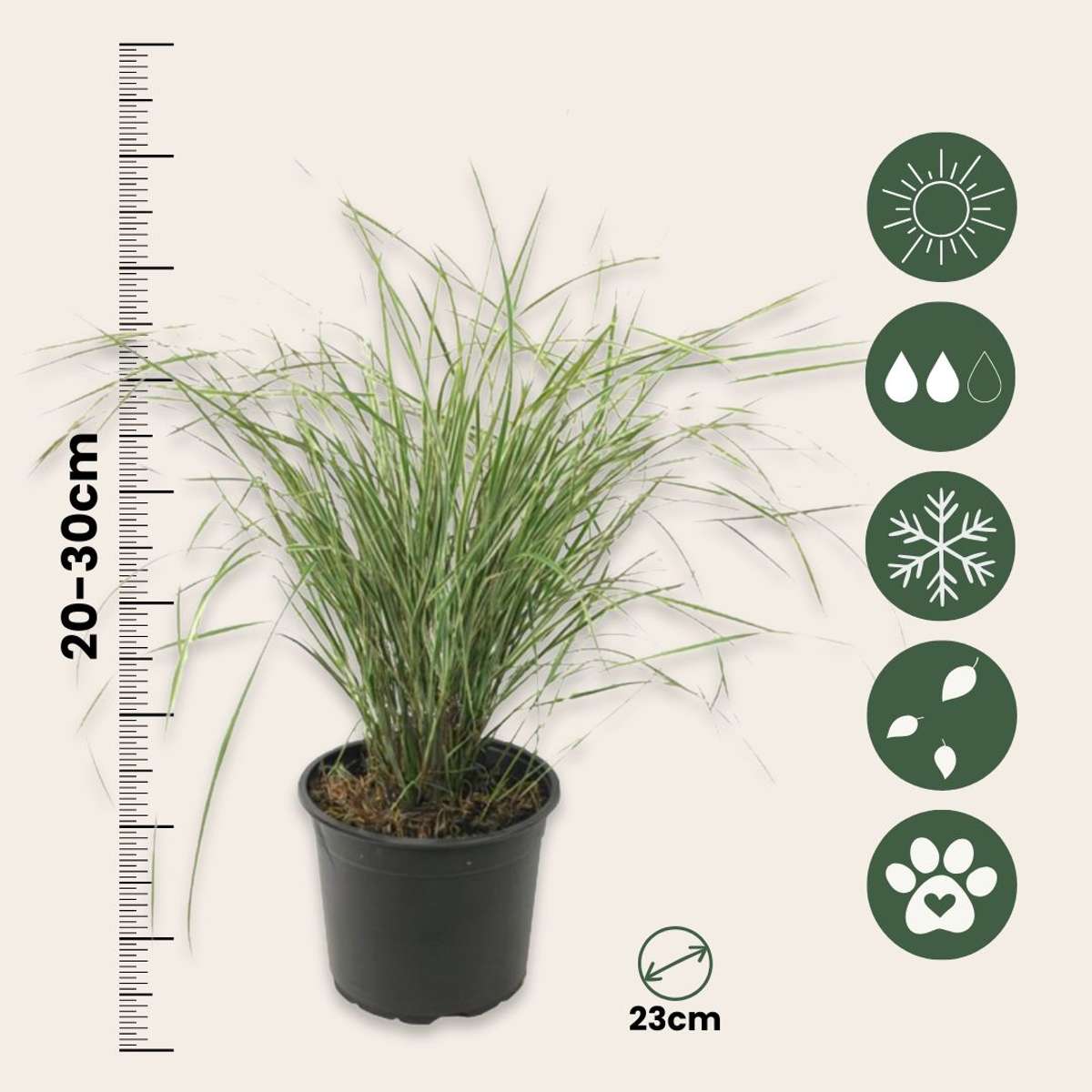 Pene de stuf - Calamagrostis acutiflora 'Overdam' - Înălţime 20-30cm - ⌀23cm