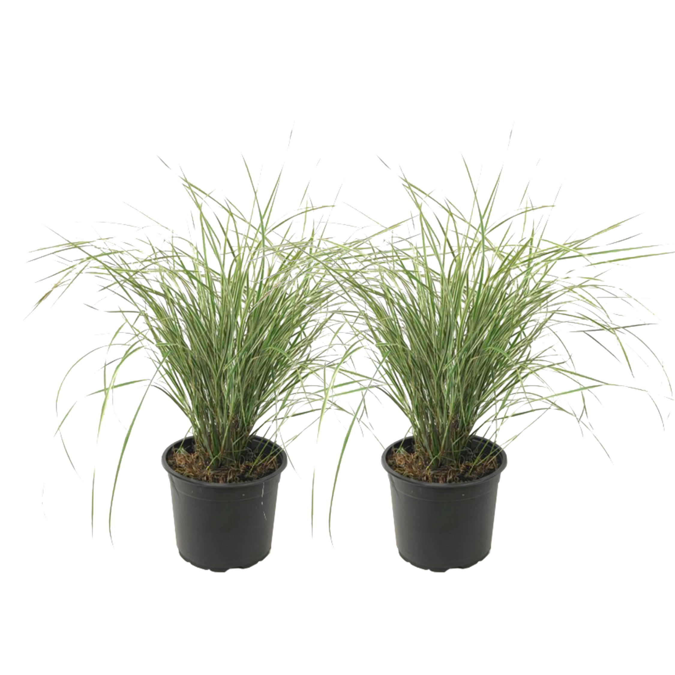 Pene de stuf - 2 buc - Calamagrostis 'Overdam' - Înălţime 20-30cm - ⌀23cm