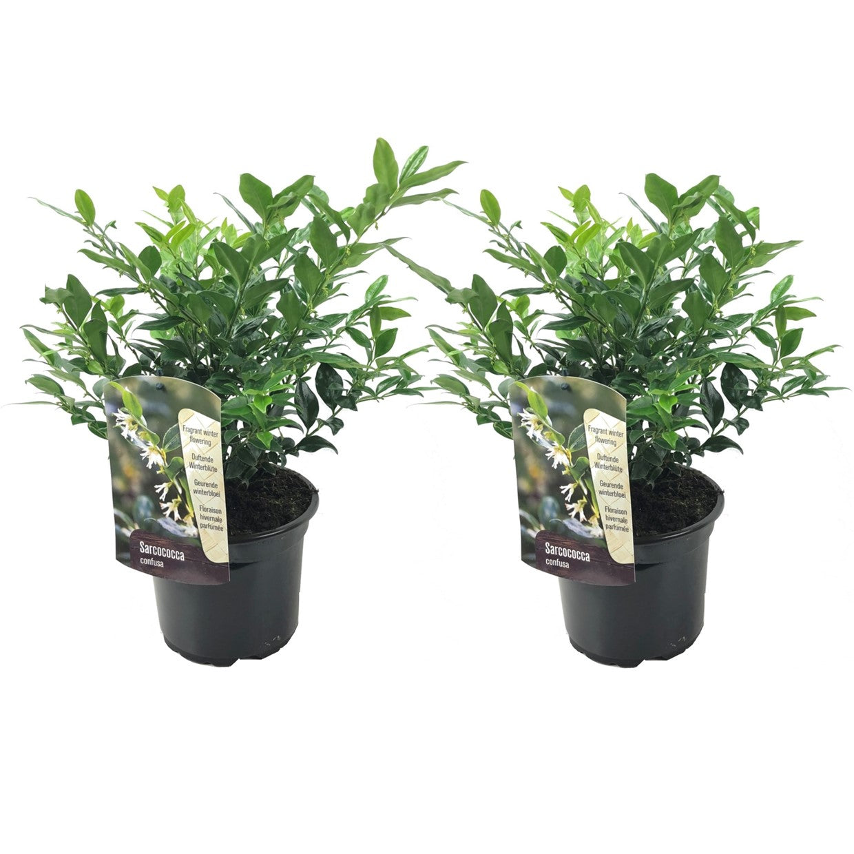 Merisor dulce - 2 buc - Sarcococca 'Confusa' - Înălţime 30-40cm - ⌀17cm