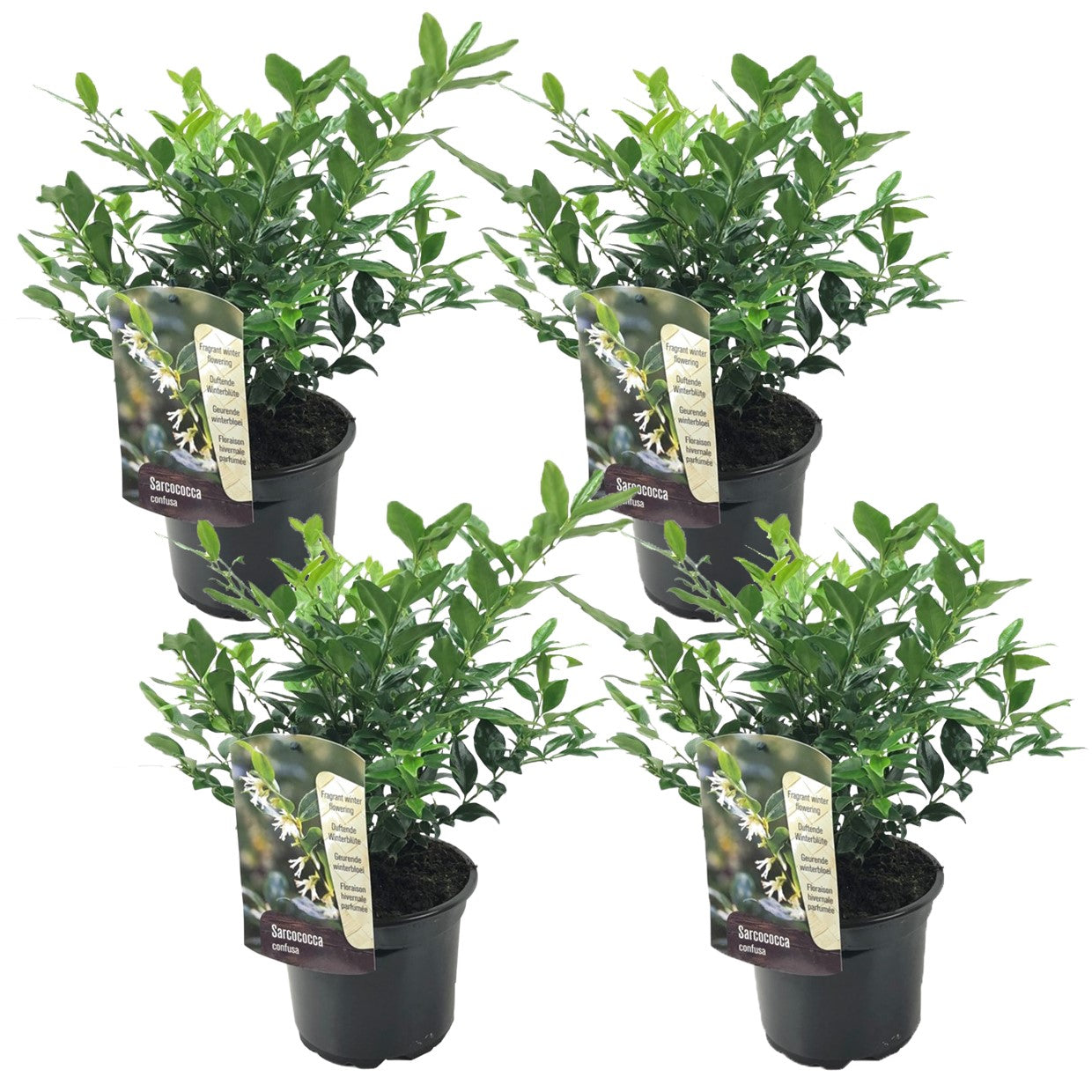 Merisor dulce - 4 buc - Sarcococca 'Confusa' - Înălţime 30-40cm - ⌀17cm