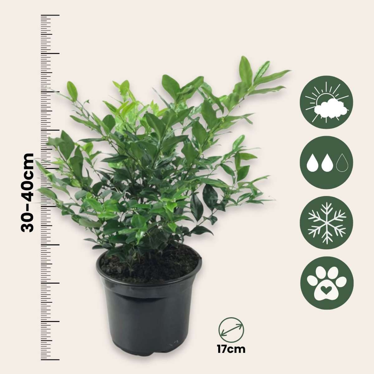 Merisor dulce - 4 buc - Sarcococca 'Confusa' - Înălţime 30-40cm - ⌀17cm