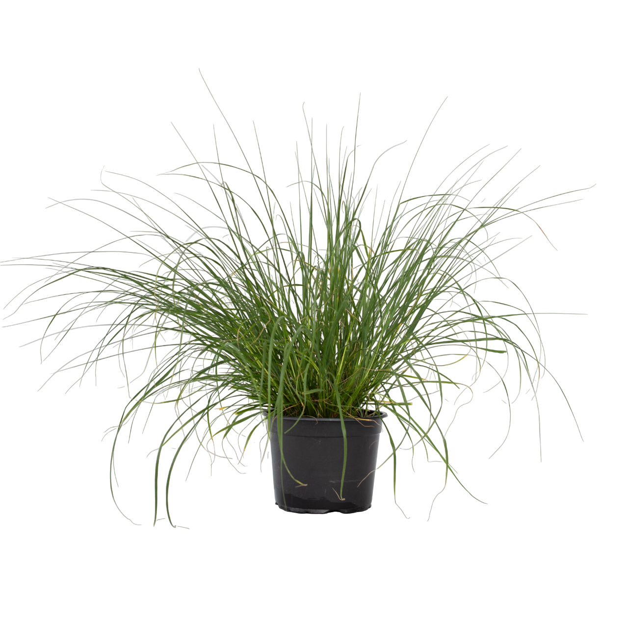 Trestie de China - Pennisetum alopecuroides 'Hameln' - Înălţime 20-30cm - ⌀23cm