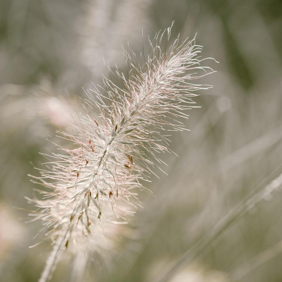 Trestie de China - 2 buc - Pennisetum 'Hameln' - Înălţime 20-30cm - ⌀23cm