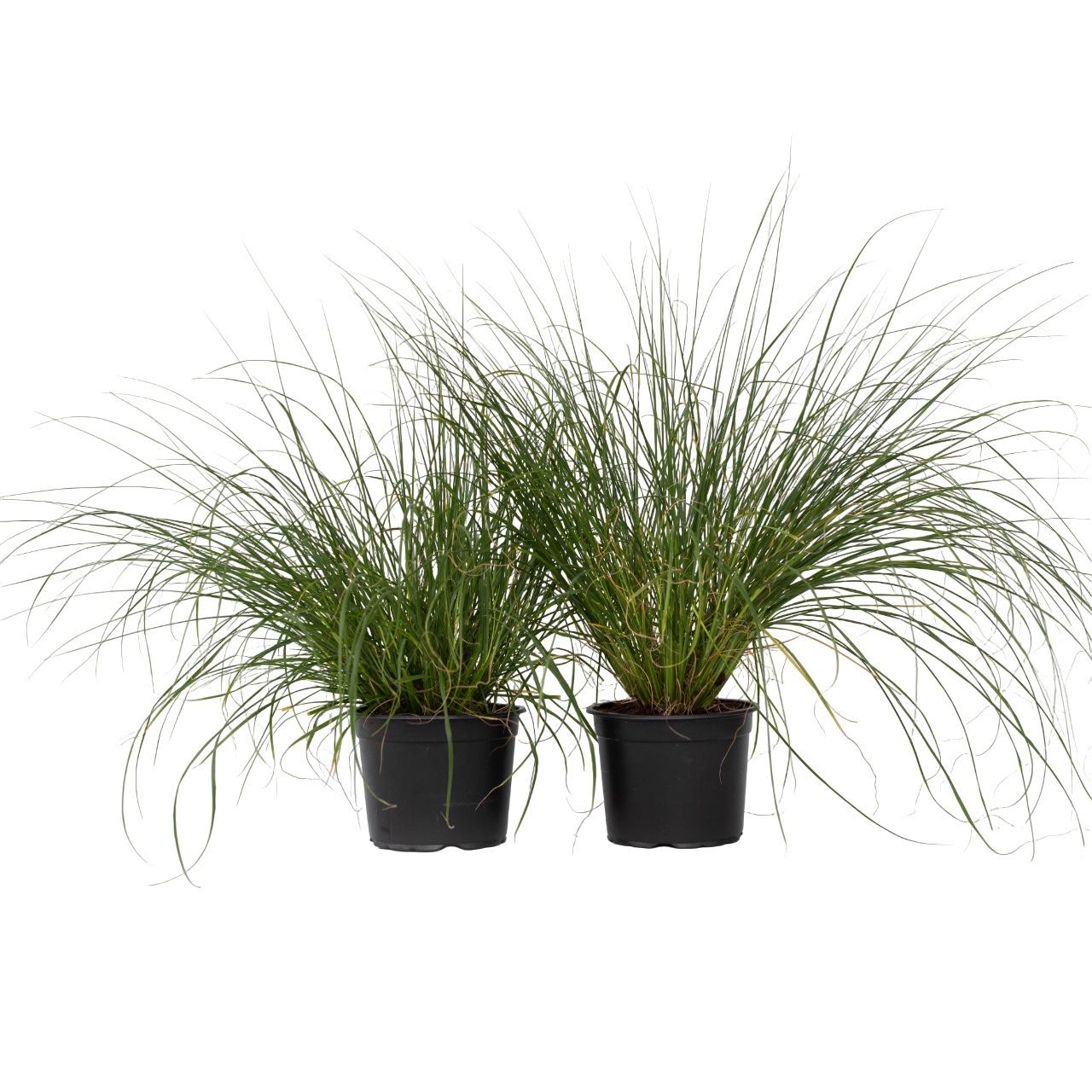 Trestie de China - 2 buc - Pennisetum 'Hameln' - Înălţime 20-30cm - ⌀23cm