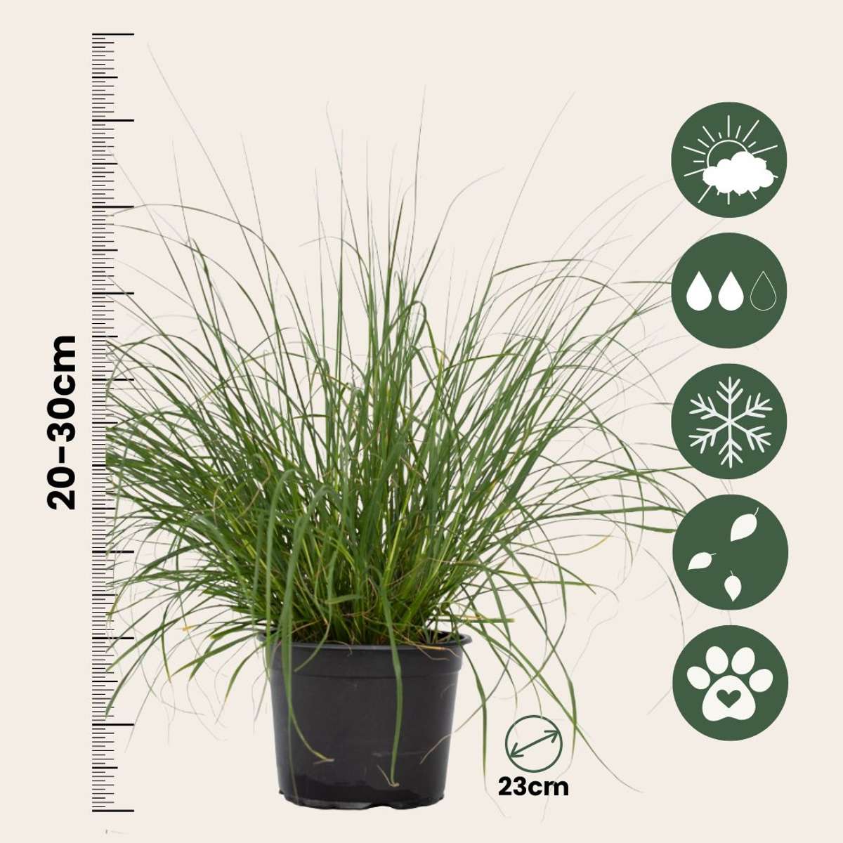Trestie de China - 2 buc - Pennisetum 'Hameln' - Înălţime 20-30cm - ⌀23cm