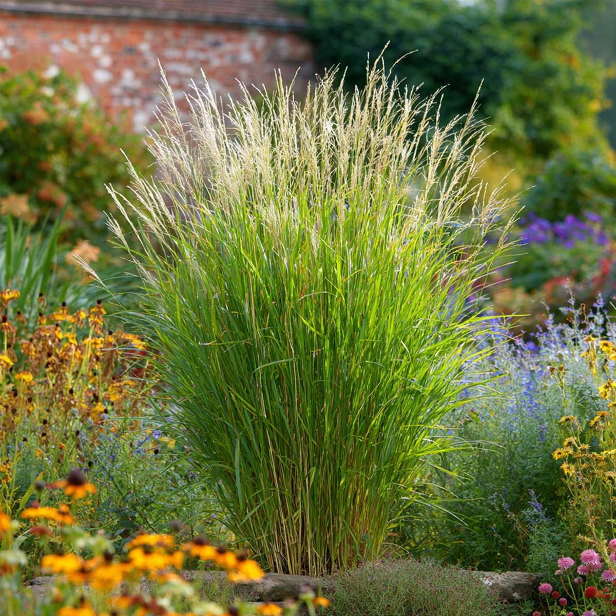 Stuf chinezesc - Miscanthus sinensis 'Gracillimus' - Înălţime 40-60cm - ⌀23cm