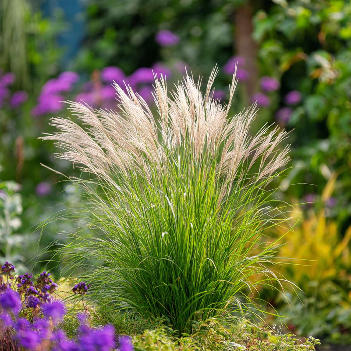 Stuf chinezesc - Miscanthus sinensis 'Gracillimus' - Înălţime 40-60cm - ⌀23cm