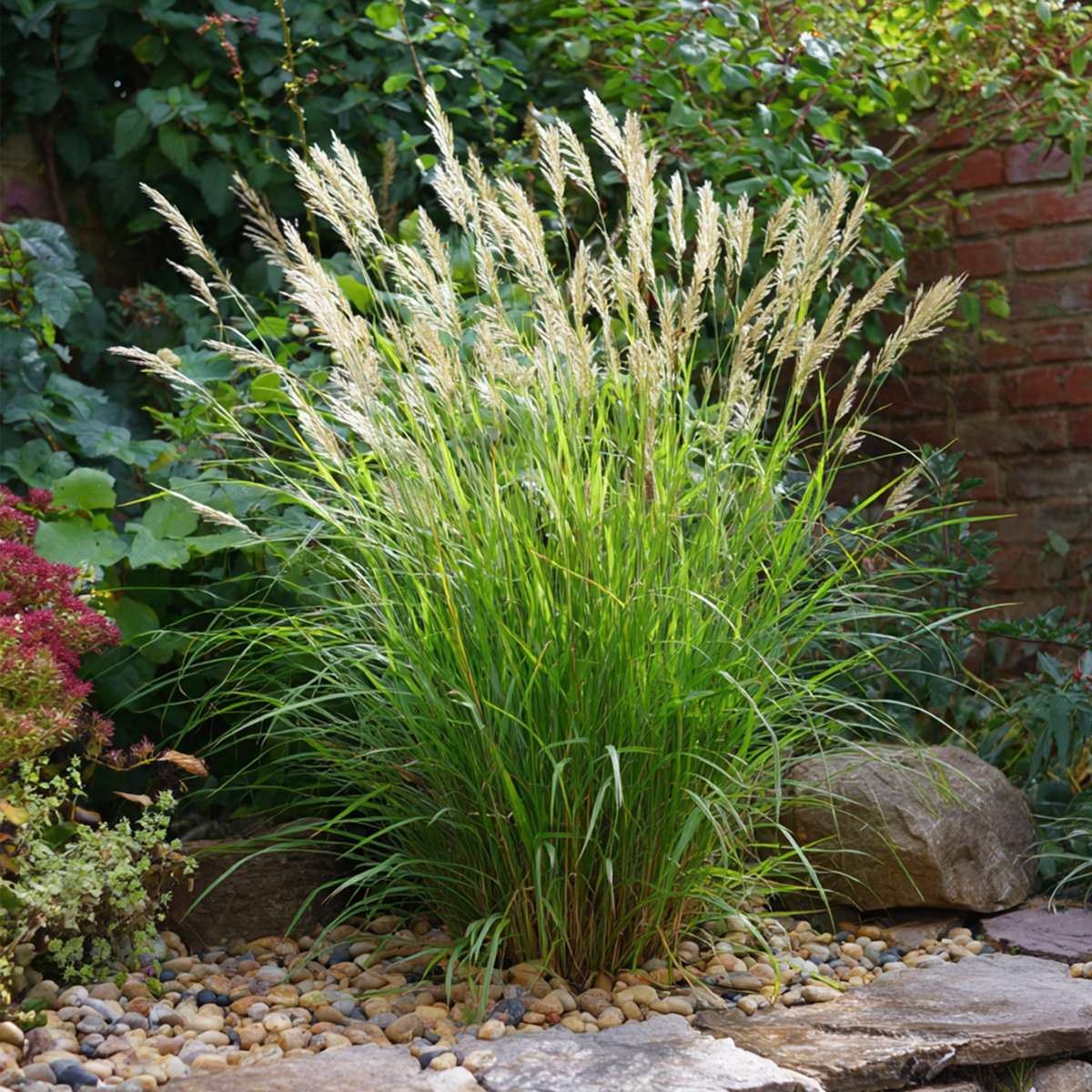 Stuf chinezesc - Miscanthus sinensis 'Gracillimus' - Înălţime 40-60cm - ⌀23cm