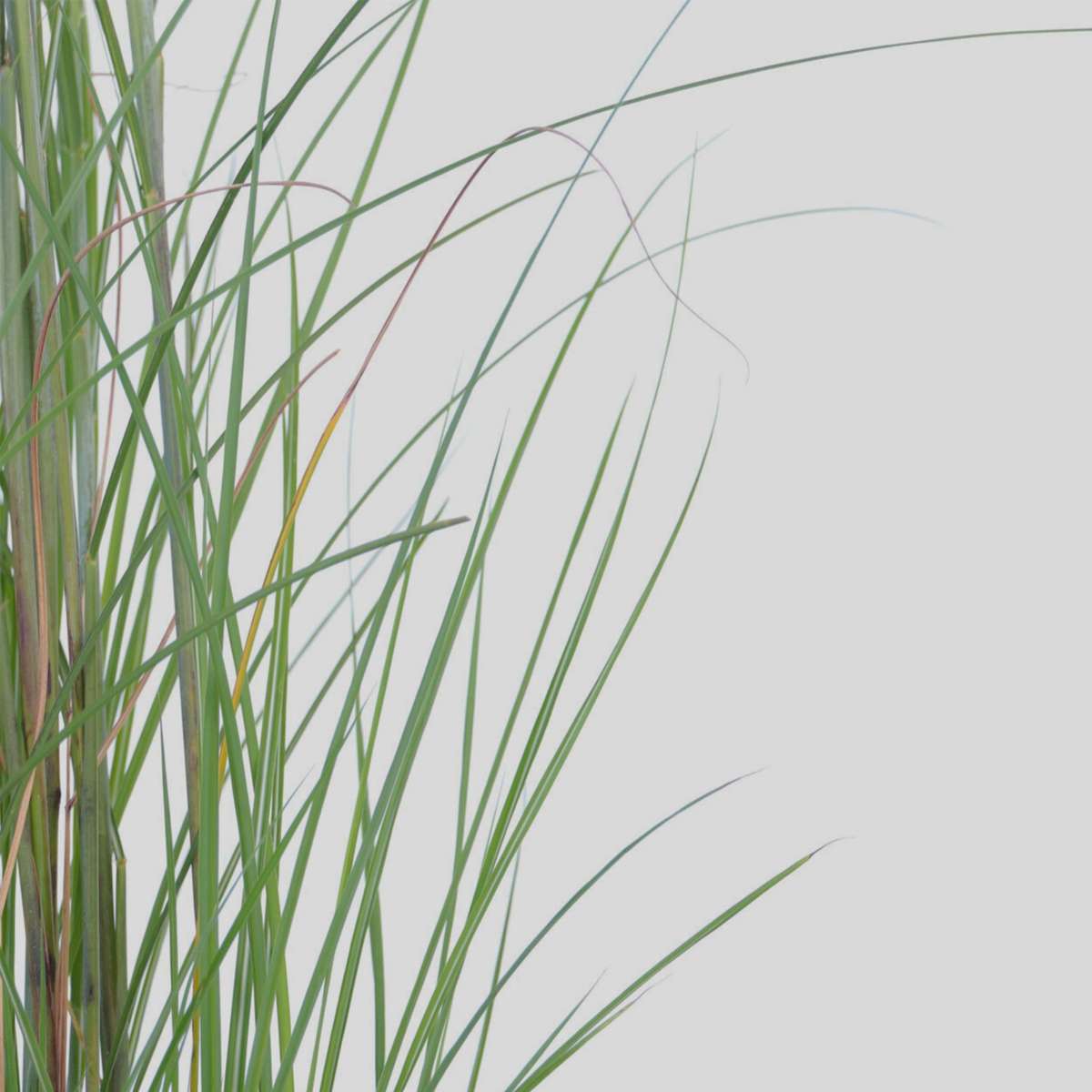 Stuf chinezesc - Miscanthus sinensis 'Gracillimus' - Înălţime 40-60cm - ⌀23cm