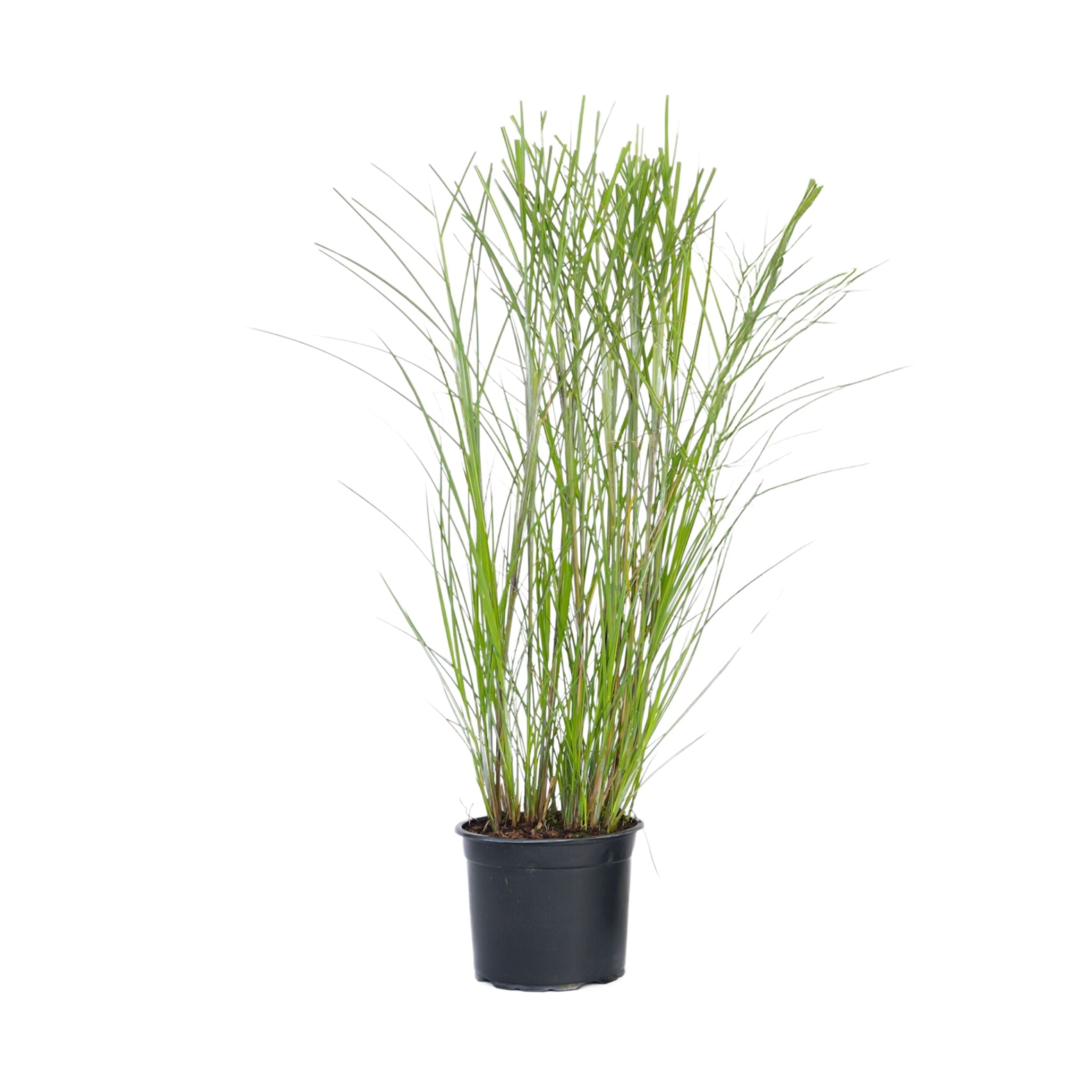 Stuf chinezesc - Miscanthus sinensis 'Gracillimus' - Înălţime 40-60cm - ⌀23cm